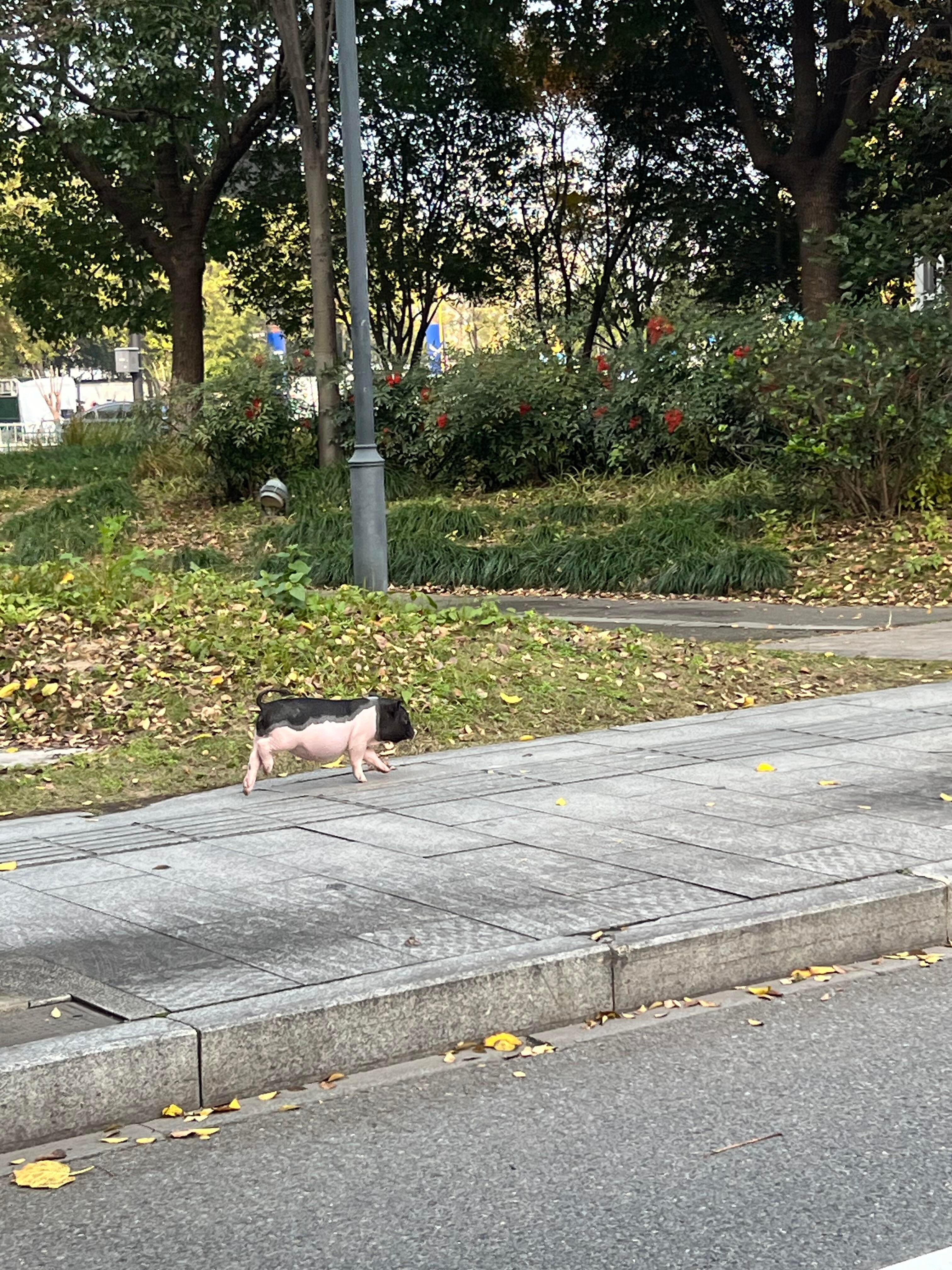 流浪猪  杭州已经有流浪猪了？路边看到一只小猪，边跑边