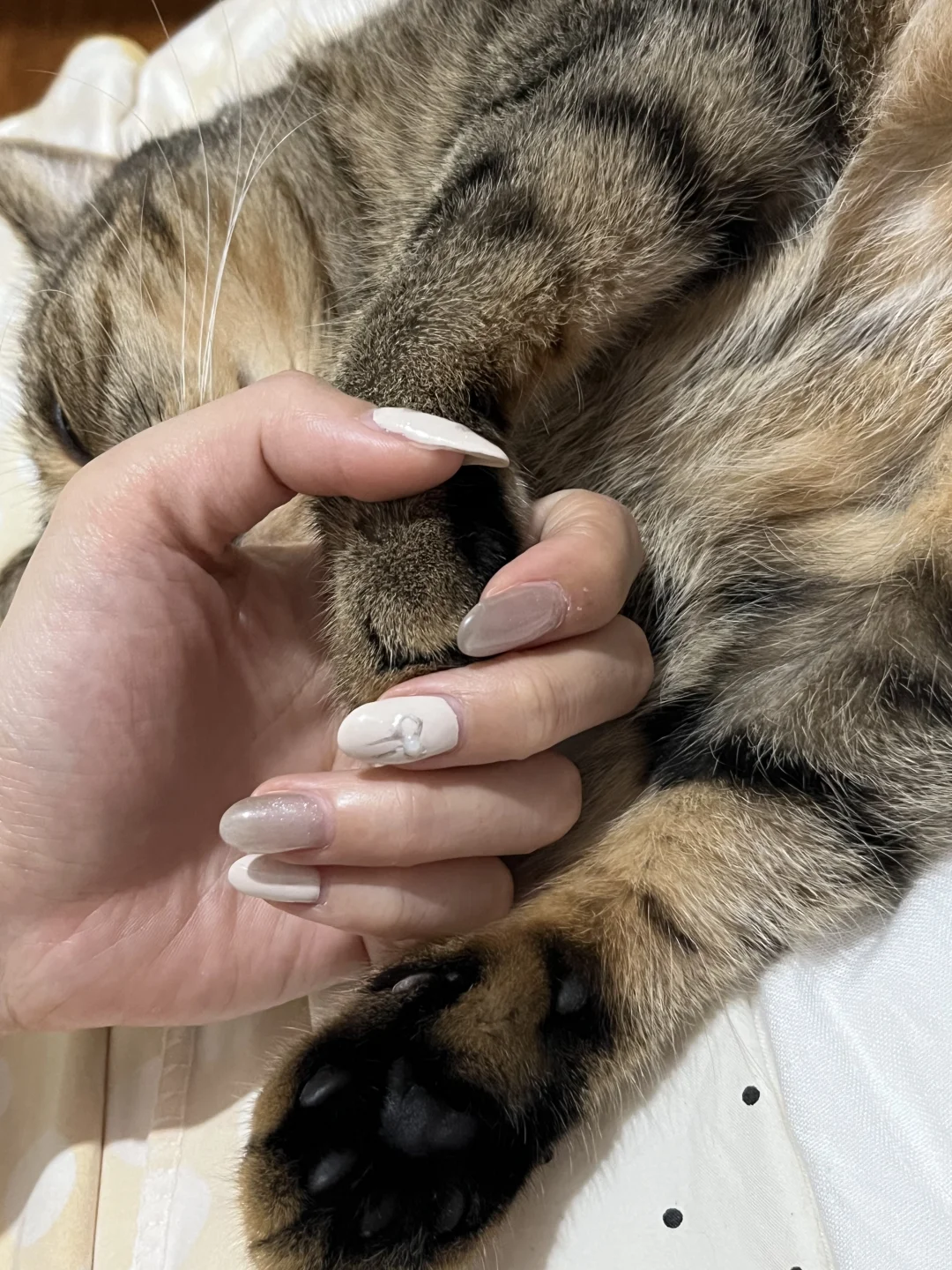 小猫咪熟睡还要吧唧嘴