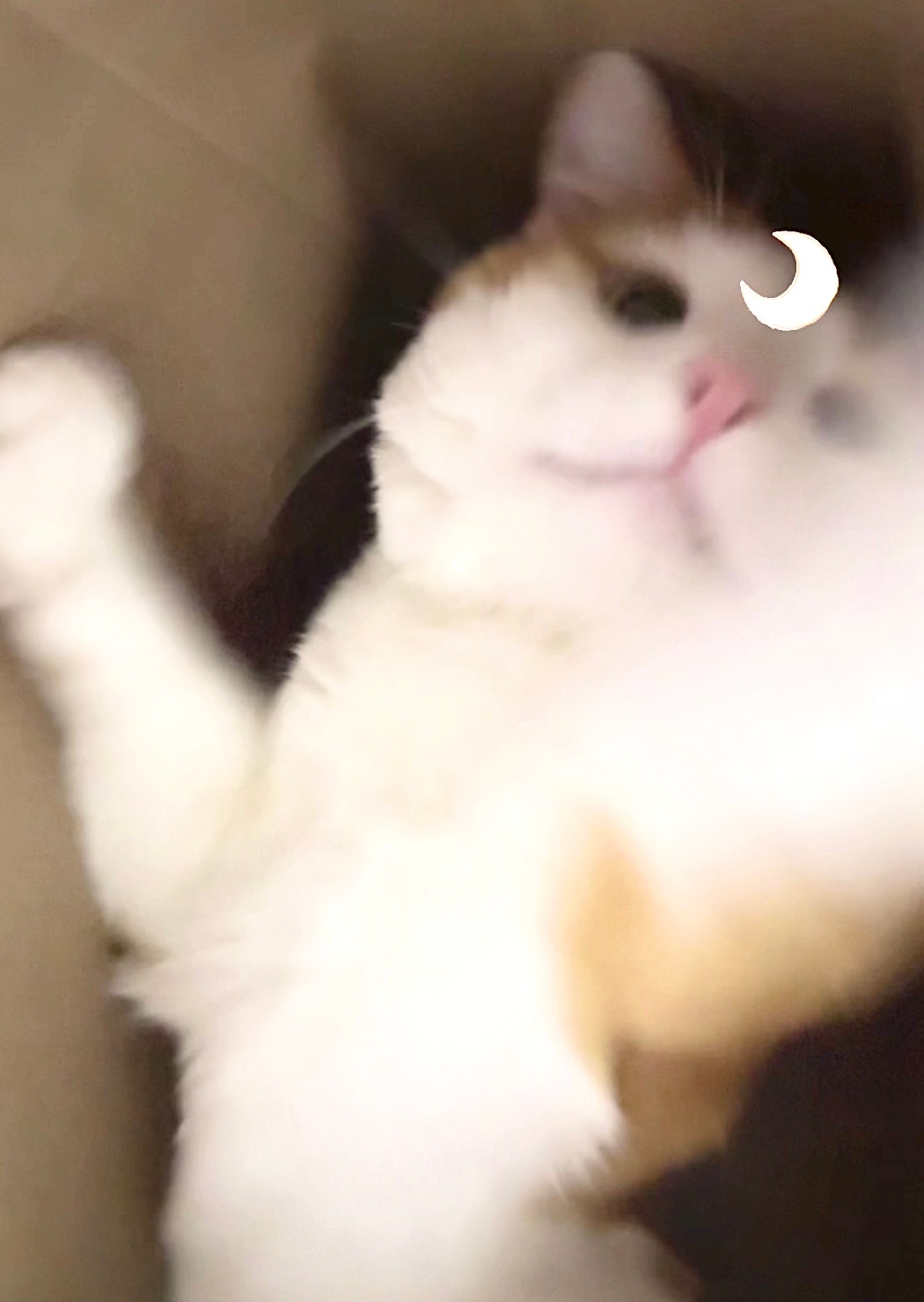 喵喵🥹 