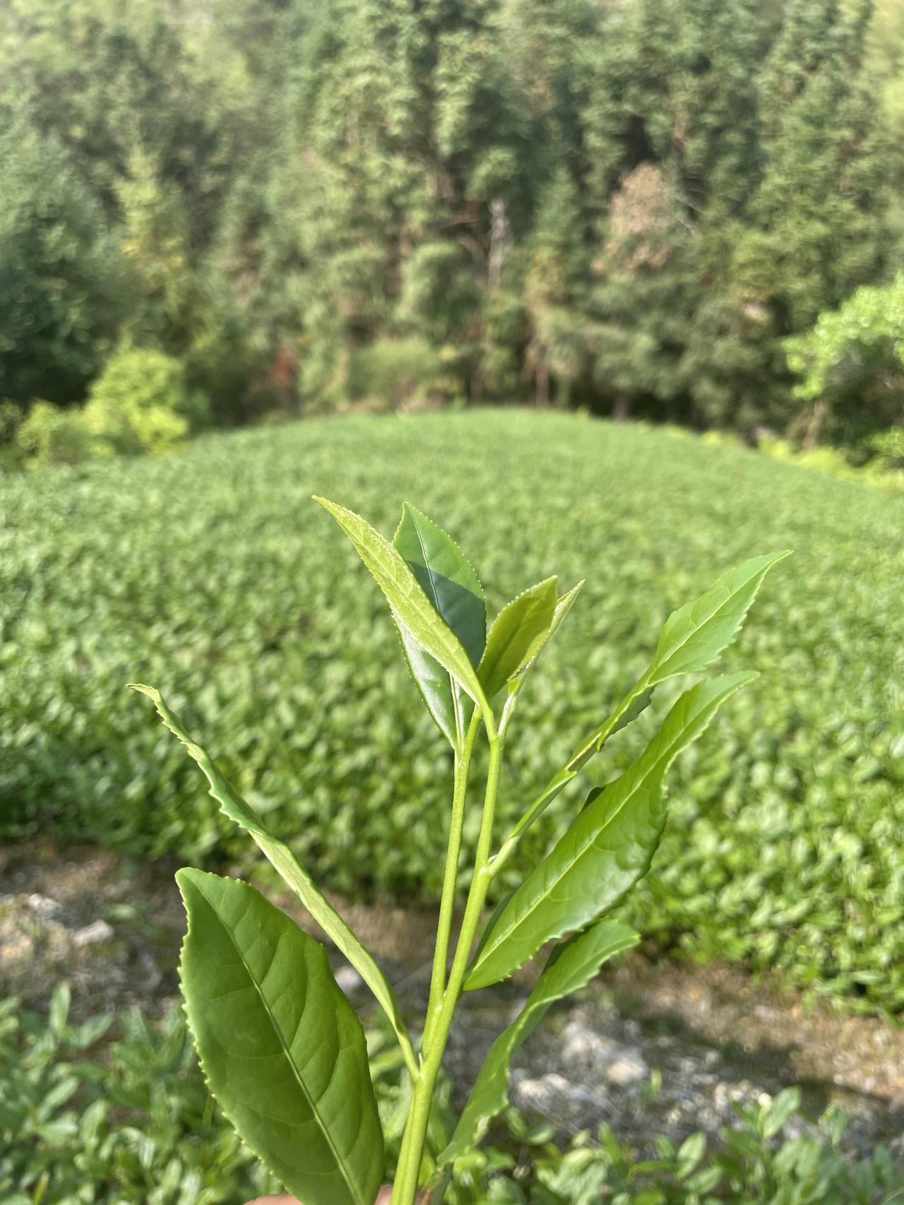 春风拂面，花开满枝。踏青赏花，不负好时光。用心感受每一份温暖，用镜头记录春日美好