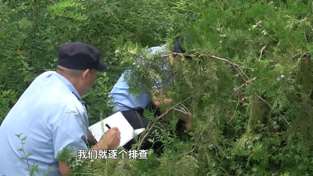 一男子砍伐树木！北京警方：拘留！树木是生态环境重要屏障，受法律严格保护，采伐林木