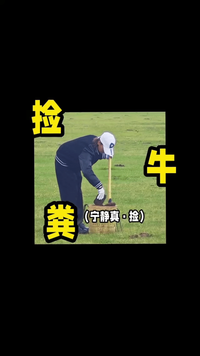 宁静铲牛粪铲出一种女王范儿 惊喜！宁静在内蒙古铲牛粪，黑色束脚裤造型干练，动作干