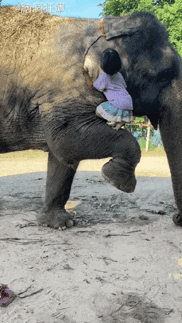 这个是人家养的🐘当然可以去爬，别人去了踩成肉饼。[呲牙][呲牙][呲牙]