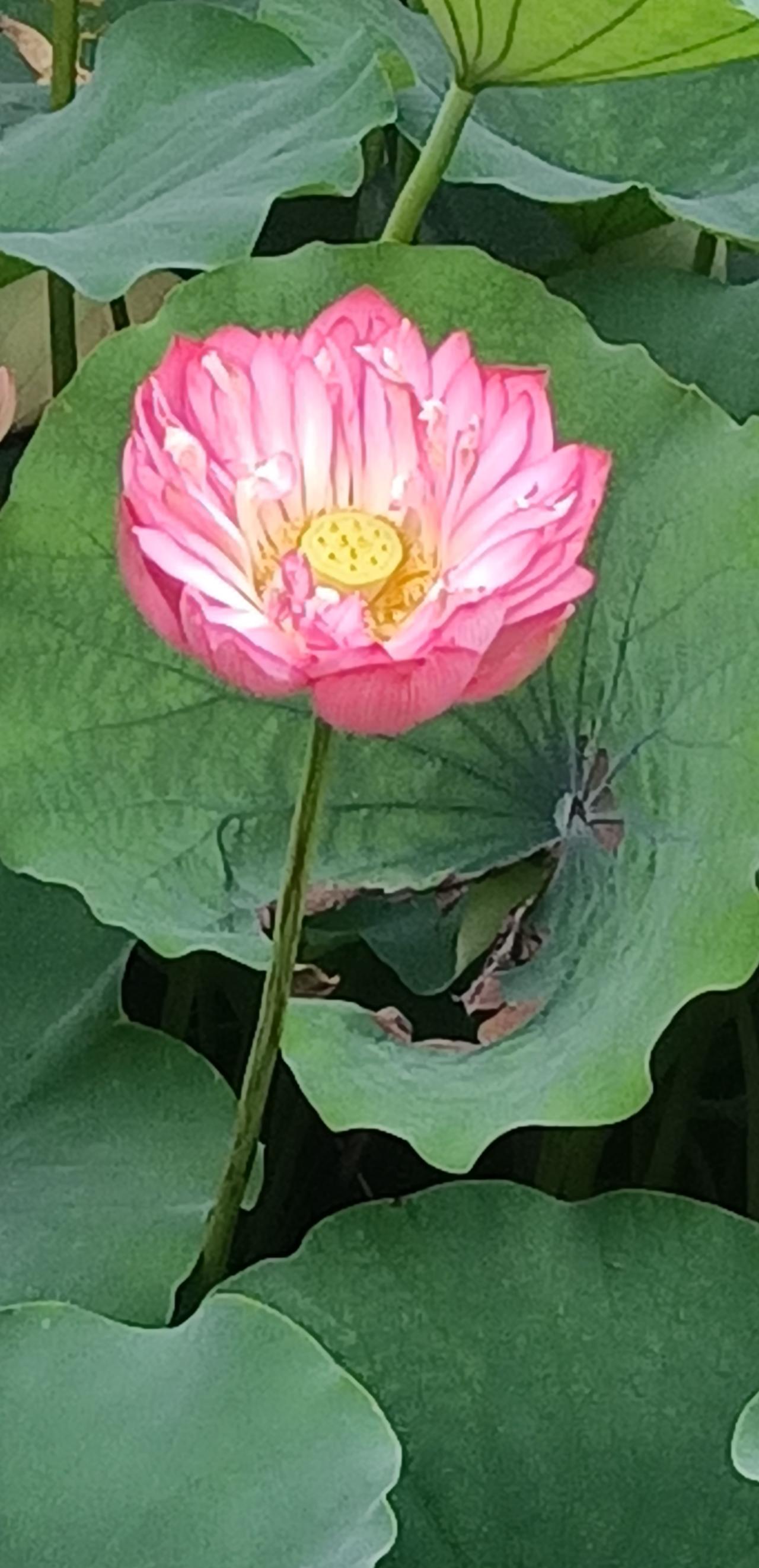 【夏之韵·让内心安然，明朗清澈，将生命活出本色】夏日生活打卡季
在这喧扰的大千世