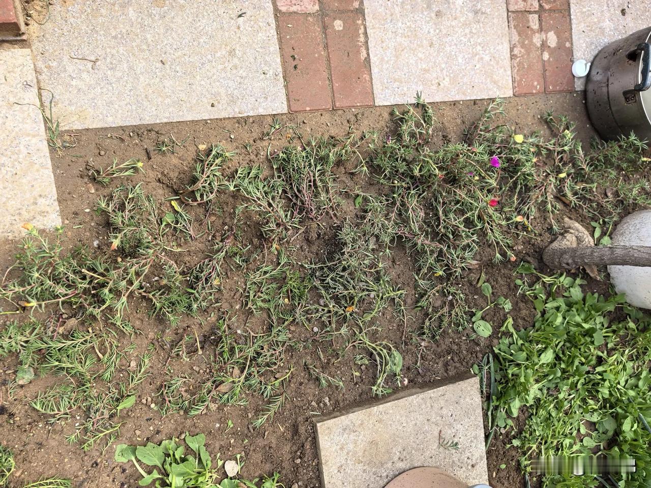 刚刚下楼一看怎么鸡都在院子里，再一看我的太阳花和油菜惨遭荼毒！嫩嫩的花枝承受不住