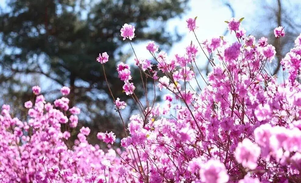 赏花就就去和龙西城金达莱村，有延吉直达车

        你还在愁五一去哪玩吗