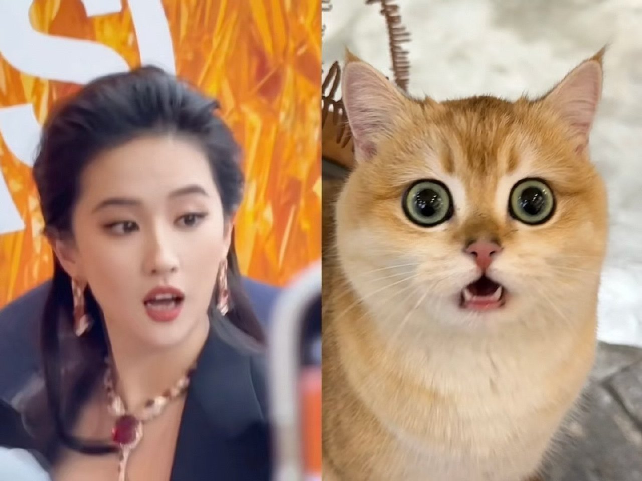 猫猫震惊～可可爱爱，没有脑袋[憧憬]当我发现我妈跟刘亦菲演过戏 ​​​