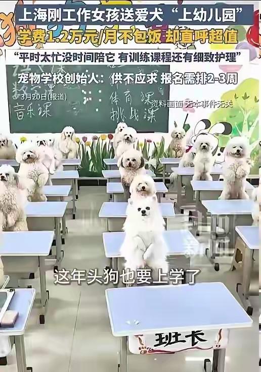 12000元送狗狗上学，可是12000元啊，你没听错！

上海一名95后女生竟然