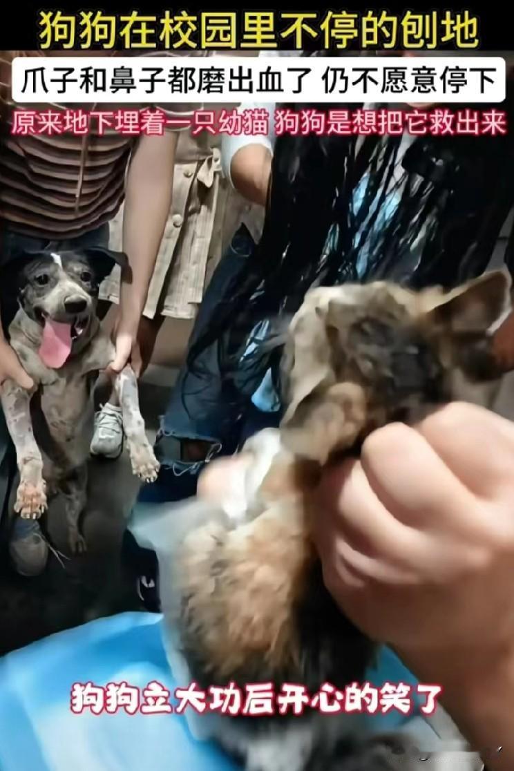狗狗刨地至爪子、鼻子流血，只为救埋在地下的小猫，结局看哭了！

在江西的一所校园