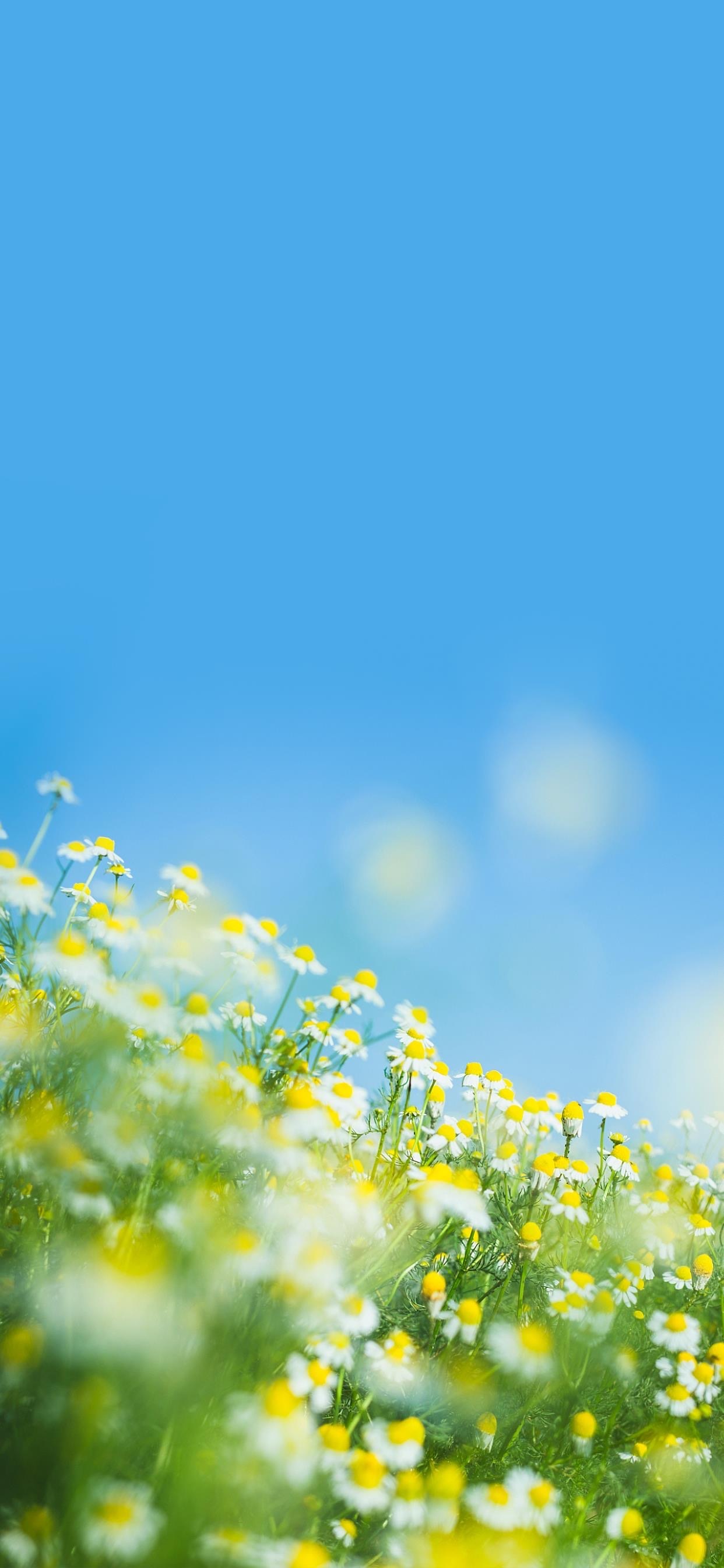 夏日小雏菊🌼一切顺利～ 