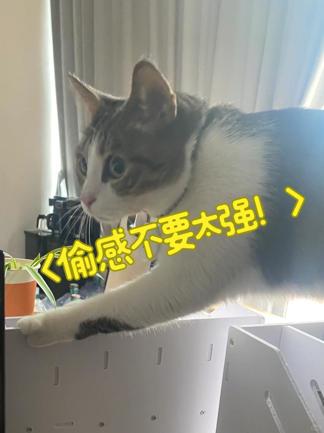 贼都挂相了！