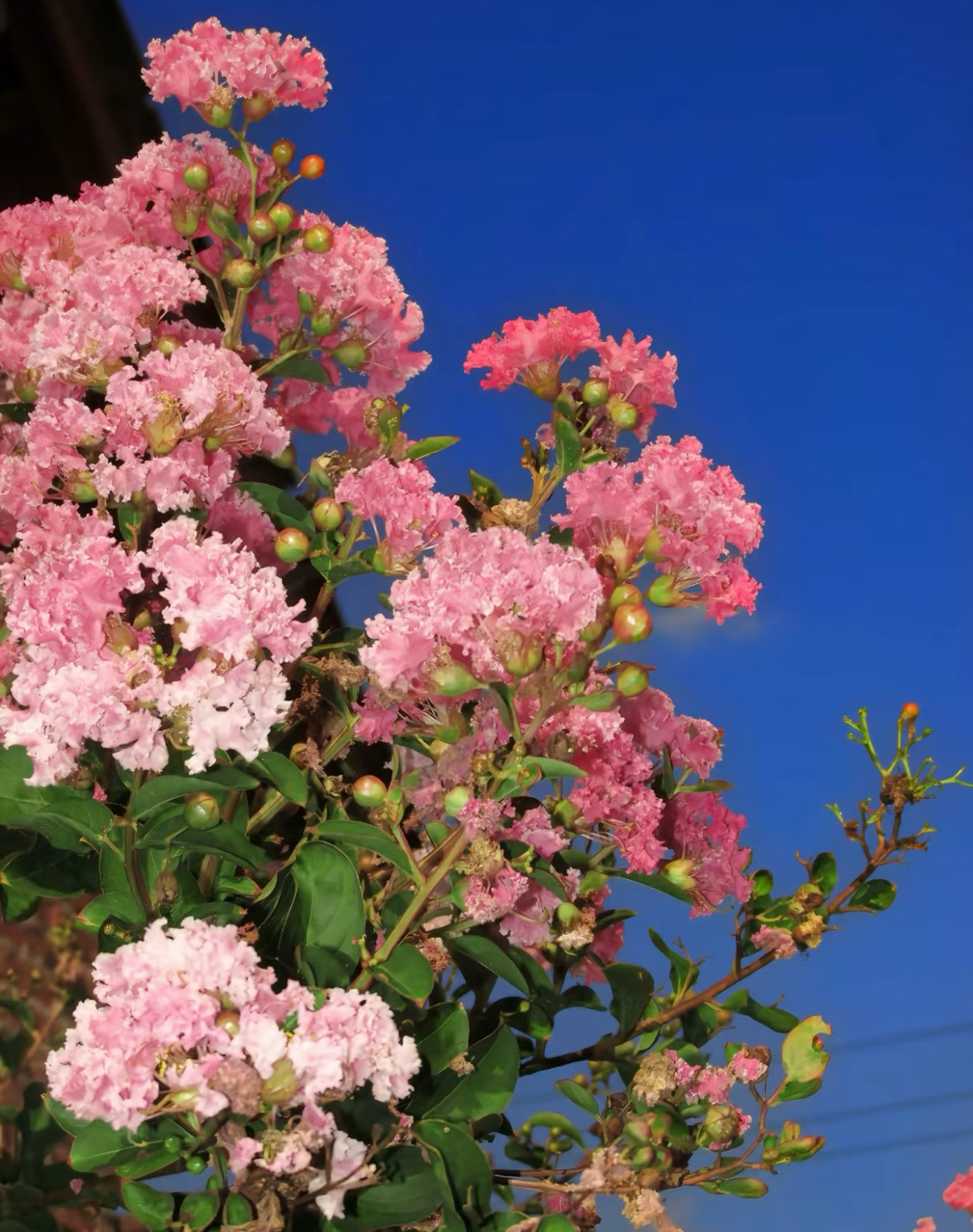 紫薇花1. 栽培方式：园土+腐叶土+粗沙，普通疏松透气土；木质乔木根系深，适合地