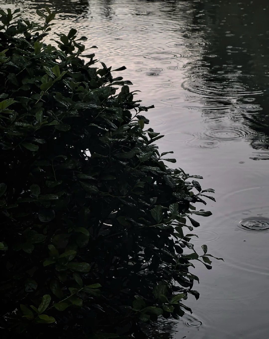 濛濛細雨灑落湖面，雨點蕩開一圈圈漣漪，草木沾滿濕潤，安靜又治愈… 