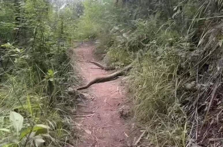 “巨蛇”现成都龙泉山？园方：系无毒菜花蛇