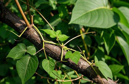 他冒死从国外带回一根藤，养活了无数中国人，如今却少有人知

四百多年前的福州港，