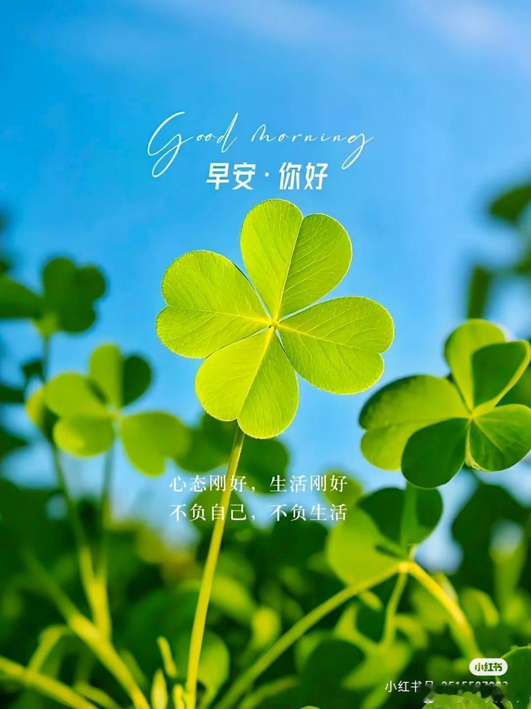早安[超话]早安 🌞ꔛᐝɢᴏᴏᴅ ᴍᴏʀɴɪɴɢ🌿别让夜色带走活力，清晨的风
