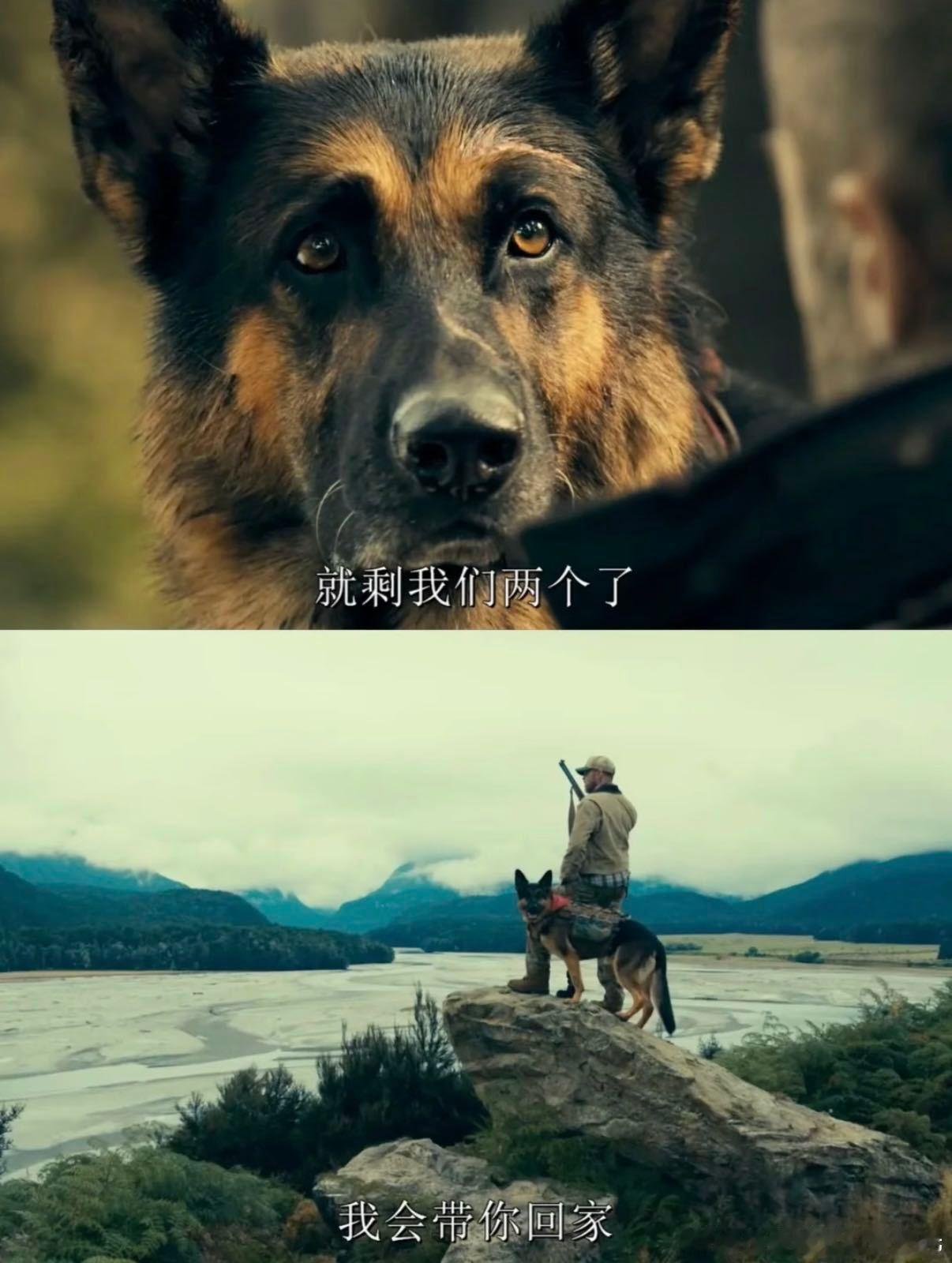 看完《野兽之心》，过了好久终于缓过来皮特和奥丁这条战犬的感情羁绊太戳人了😭实景