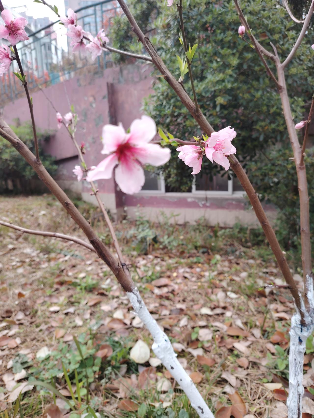 这世上总有一群人，热衷于给你“洗脑”，他们会苦口婆心地告诉你，“屎”其实有一百种