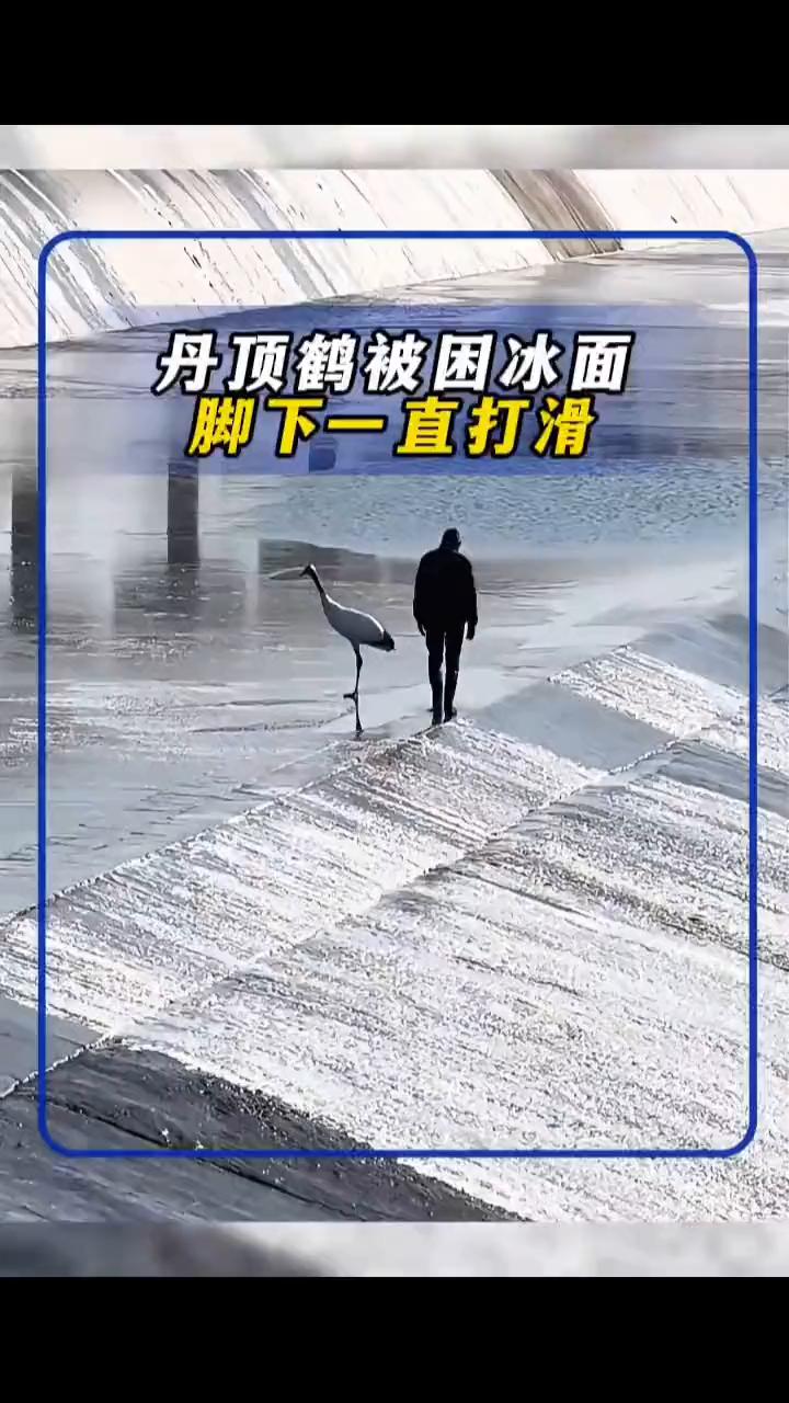 丹顶鹤被困冰面脚下一直打滑，工作人员靠近才