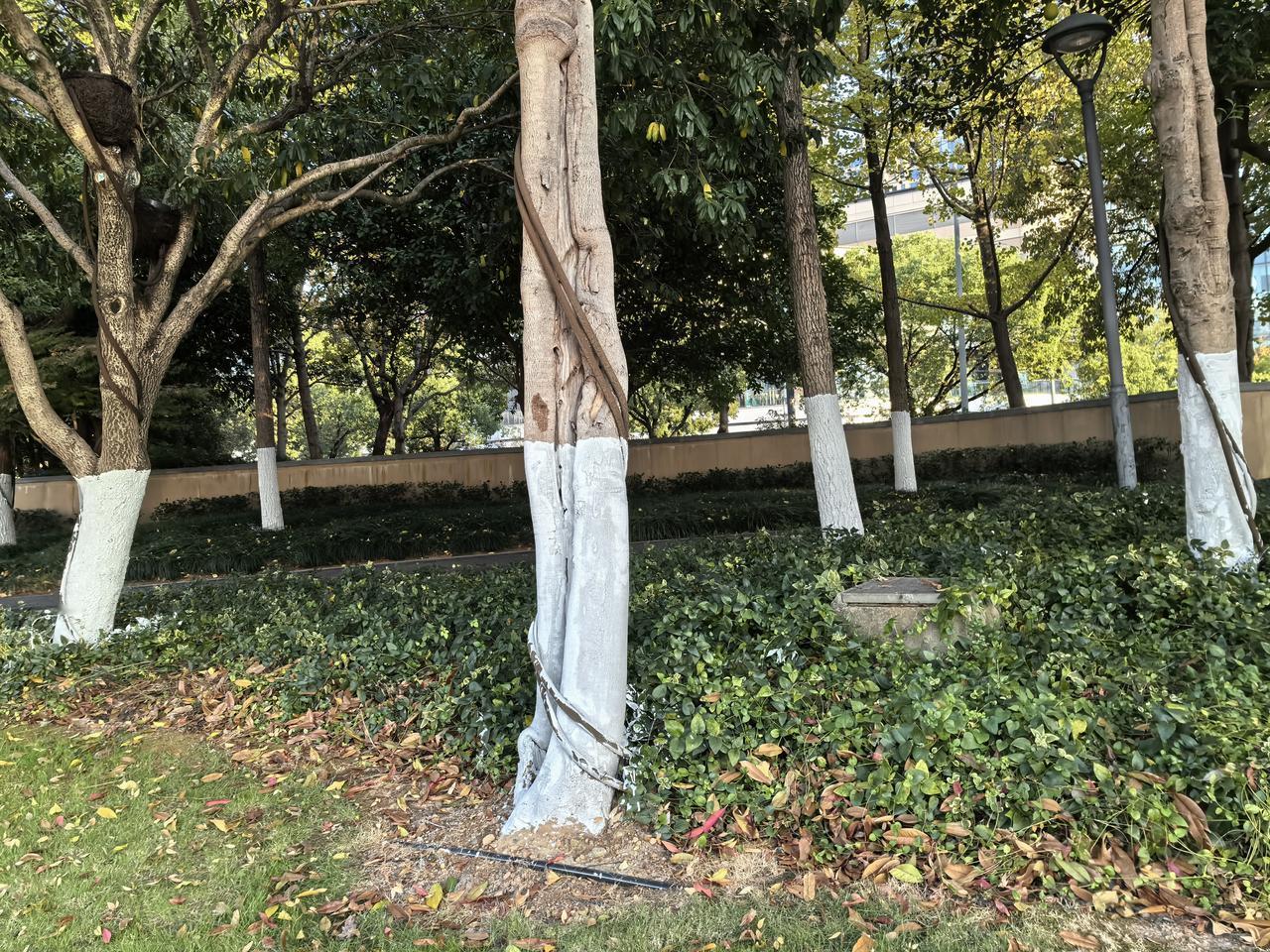 天冷了，树木也要“穿冬装”了。
      今天去江边跑步，远远看着有好几位园林