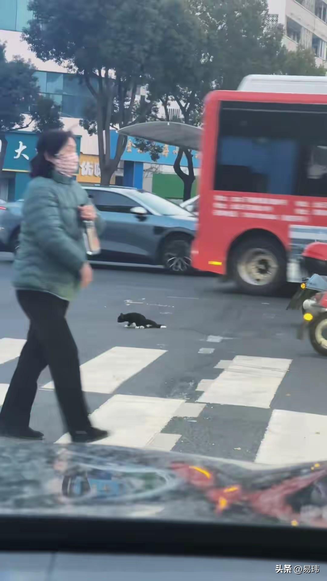 泪目了！这天一位小姐姐下班骑电动车回家，当她准备穿过一条人行道的时候，发现路中间