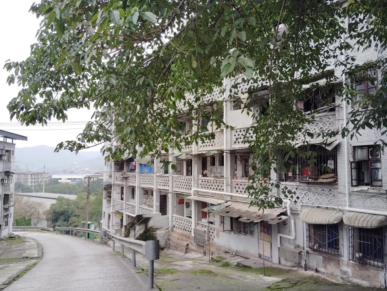 2026年5月1号起养犬出台严厉条例有制度，有条例谁来执行
这个今年五月一号出台