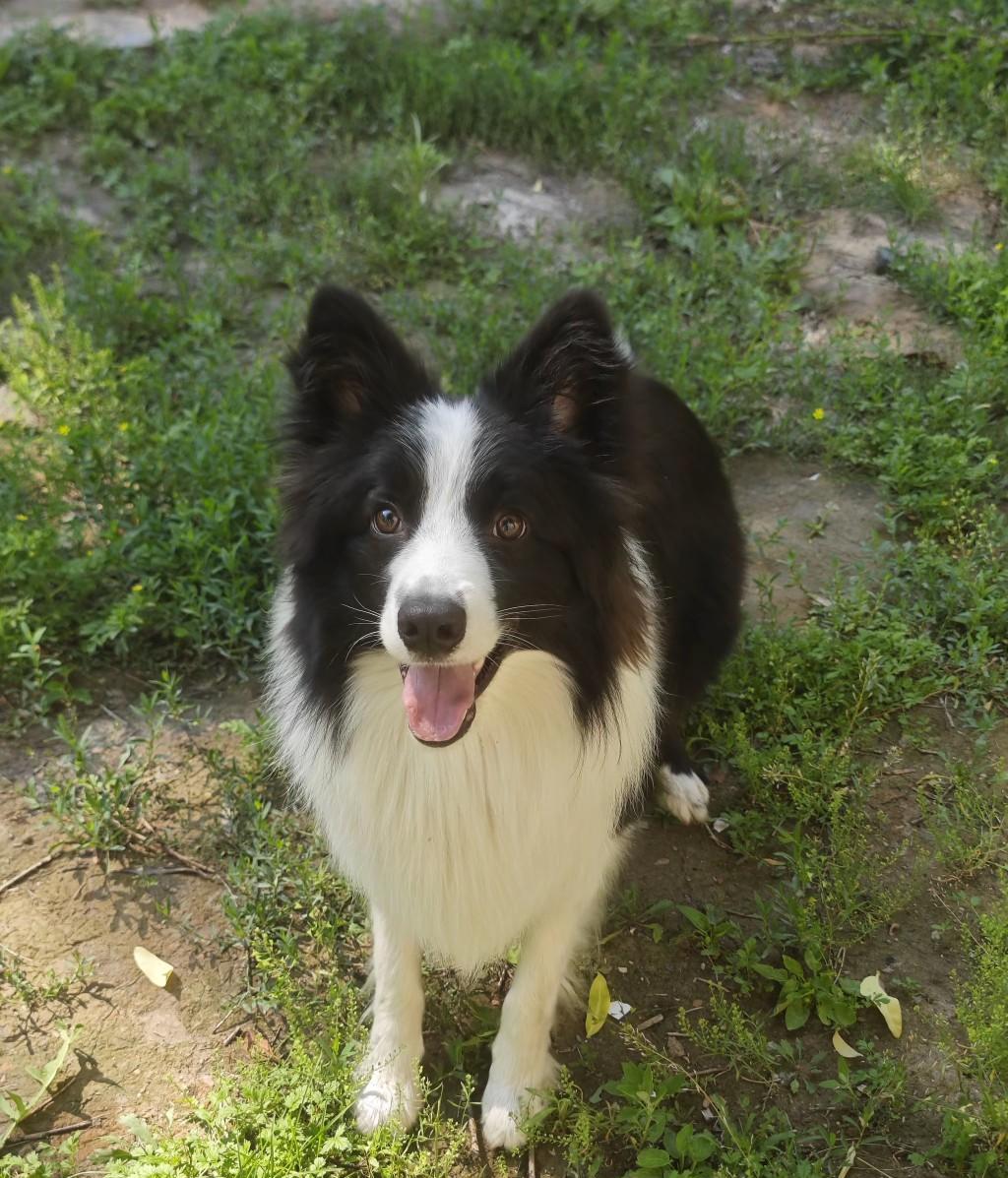 拴在网吧门口，自己遛回家，还顺道把“家长”带来抓人——这不是熊孩子，是边牧。
