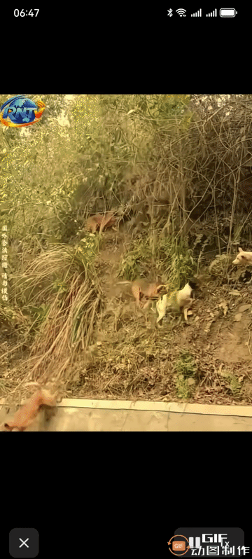 这玩意跟古代打仗似的，猛将遇到对面小兵太多是一个道理儿。
太欺负猪了！这么一大群