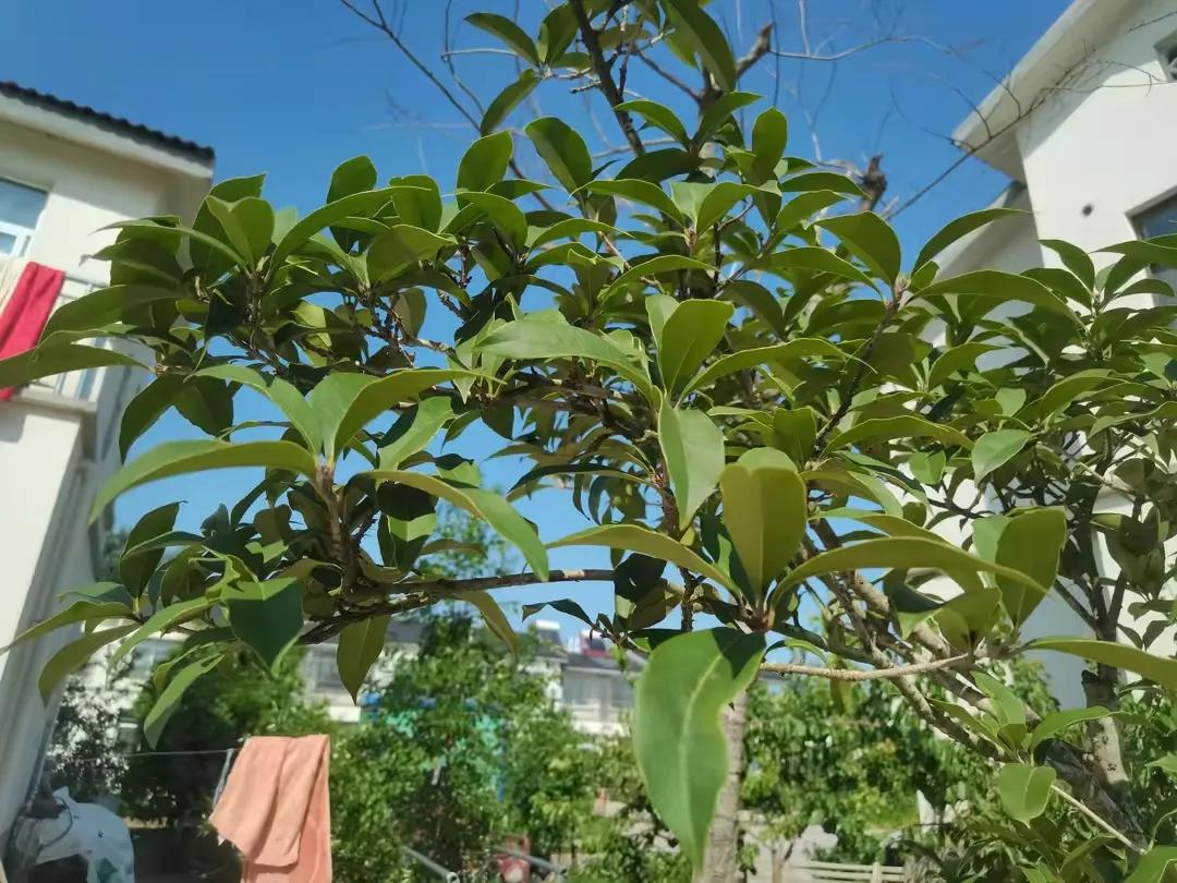 刘伯温：今年桂花不开花，这事我可没预言过。网友：桂花不开花是因为今年温度过高，大