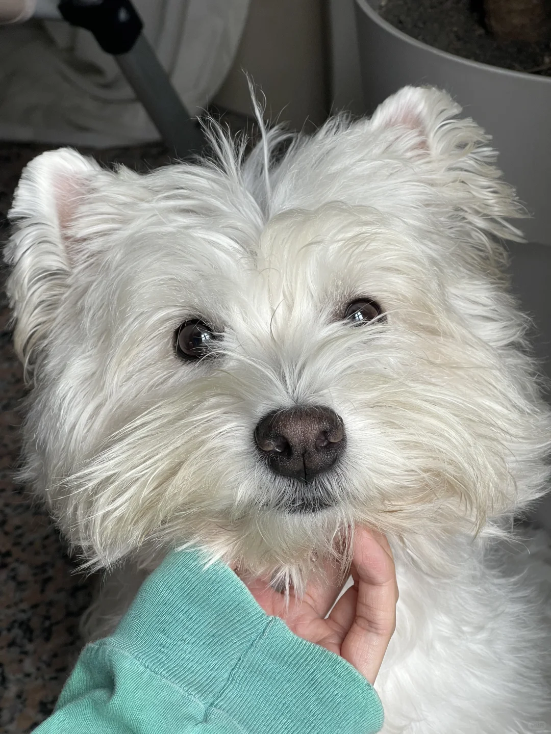 突然发现不花一分钱 黄胡子变白了