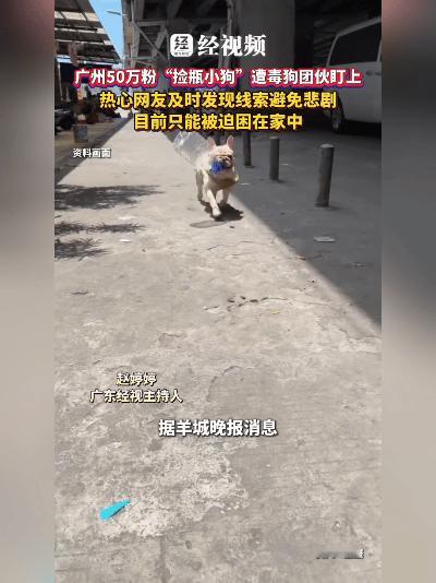 心都揪紧了！广州那只靠捡瓶子火遍全网的小狗小白，最近摊上事了——一群躲在暗处的虐