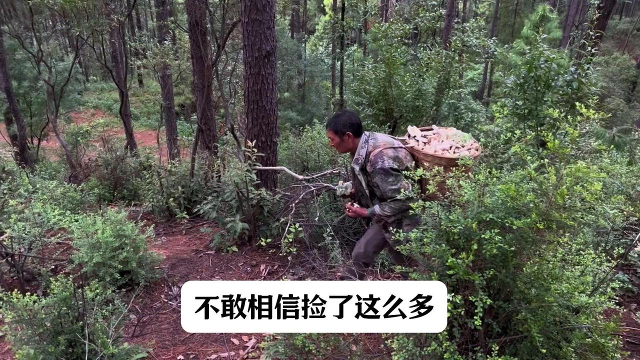 1️⃣听说山上长满了青头菌，我决定一探究竟，背篓装了20斤左右的菌子。

2️⃣