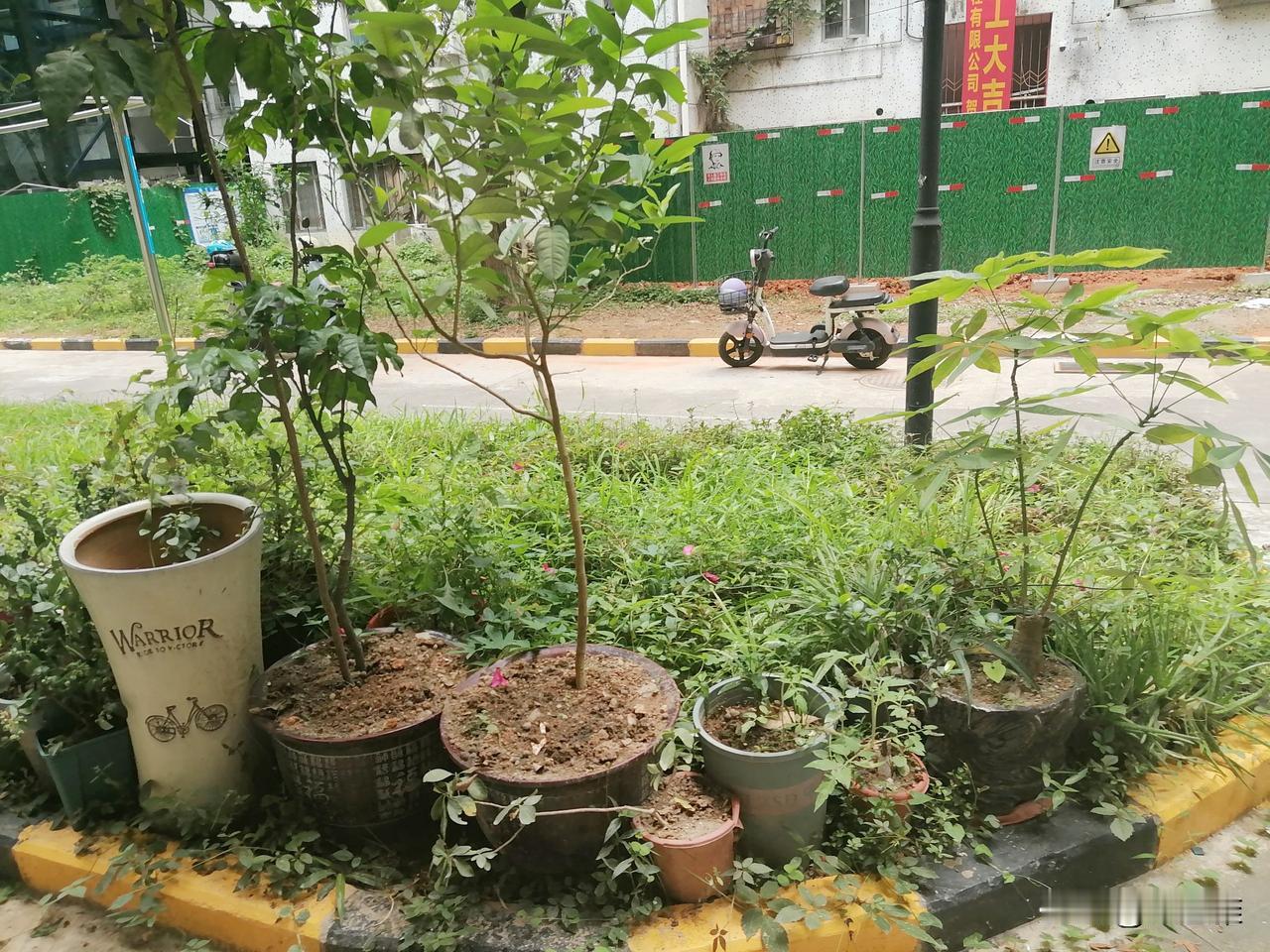 一下过雨，门口草坪上的草已经与我的花盆快融为一体了。

今天我给花盆和草坪之间硬