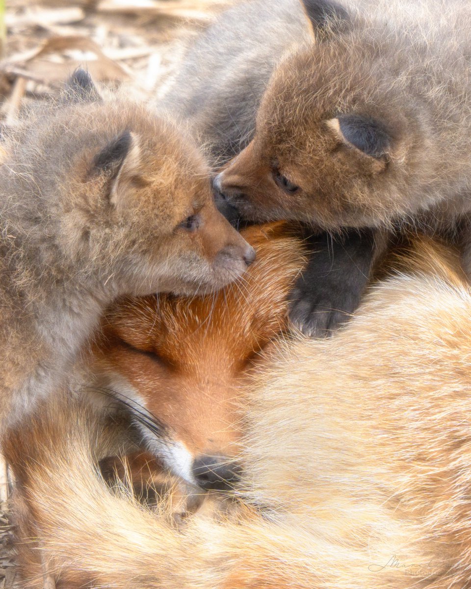 趴在如云朵般软乎乎的妈妈身上©️maru_photos 