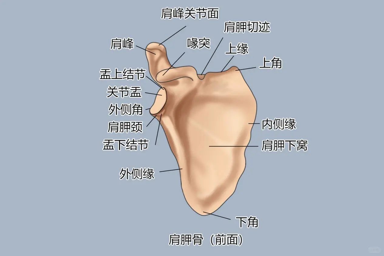 人体背部骨骼结构图