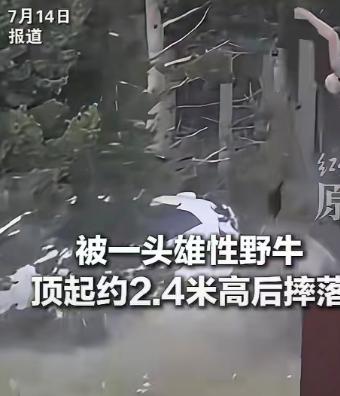 美国黄石国家公园游览路段突发凶险袭击，原本缓步游荡的雄性野牛受车辆刺激彻底失控，