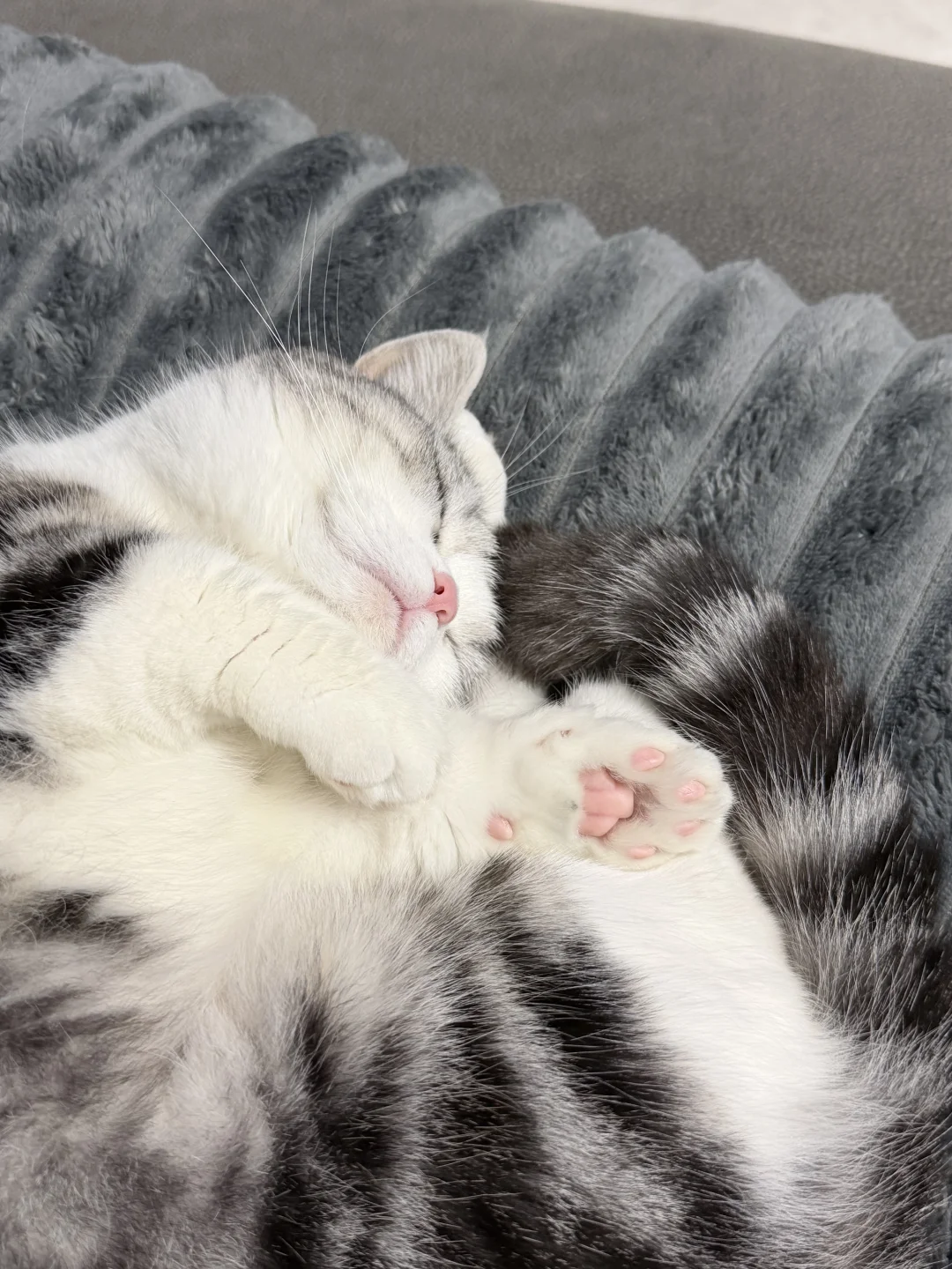 以我的财力包养一个美国甜妹没问题的