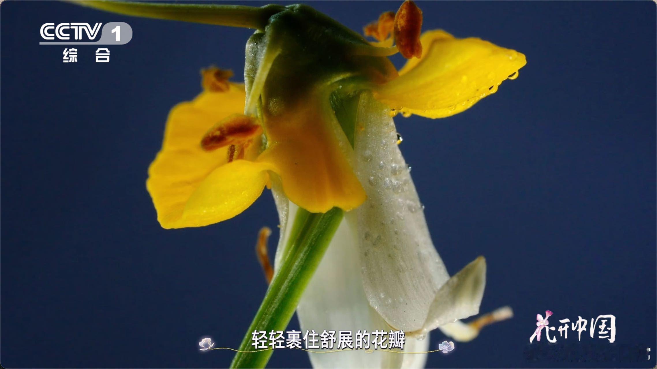 会跳舞的花有一种水仙叫舞蹈家 春日里的小浪漫，被这盆会跳舞的水仙承包了！形态灵动