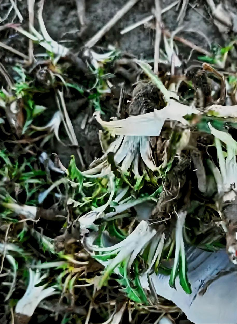 春天就得吃口纯天然野菜
 
今天出门挖了一小袋婆婆丁，也就是咱们说的蒲公英，我们