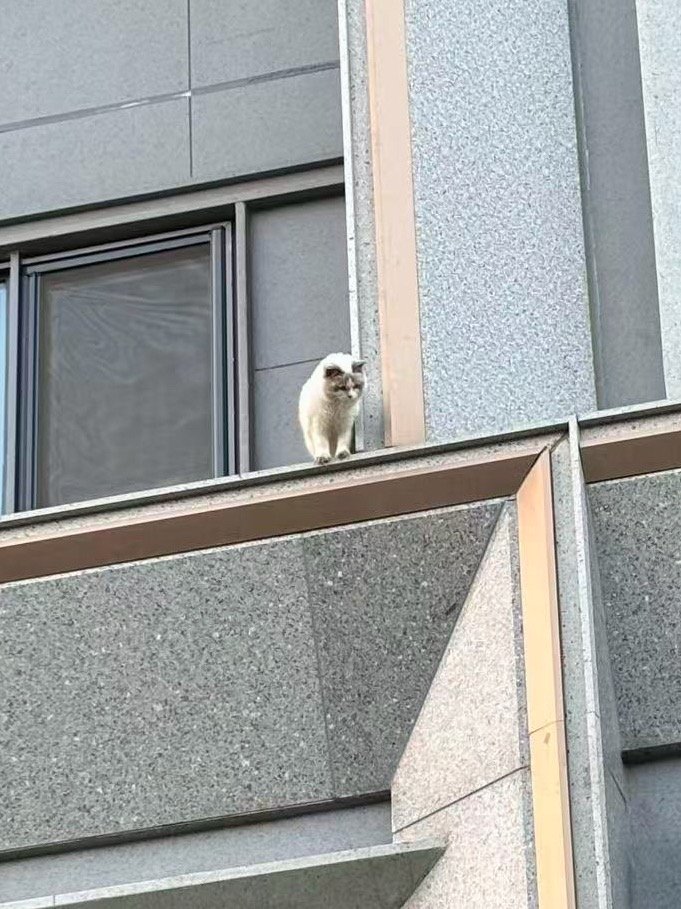 昨天我们小区有个猫在楼外面差点要跳楼了 被救了送去物业了 还是个布偶 有谁想领养