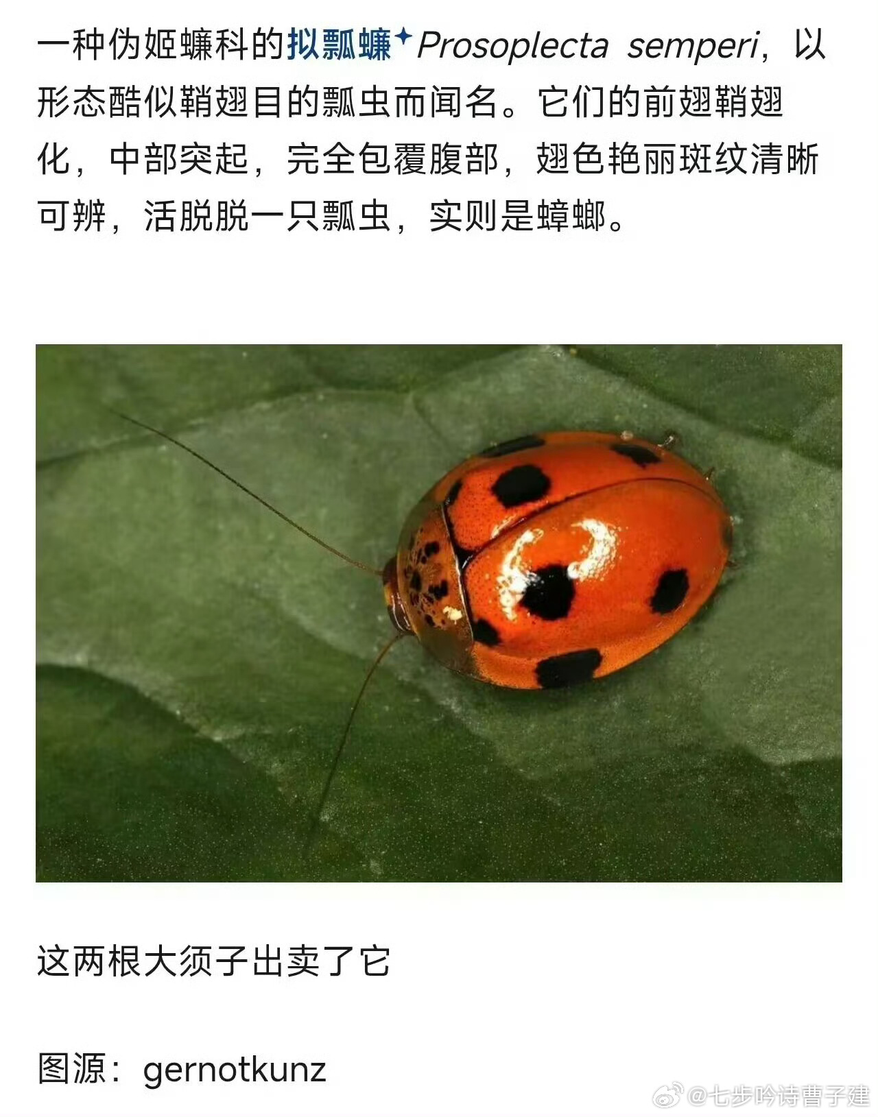 蟑螂界的伪娘是吧 