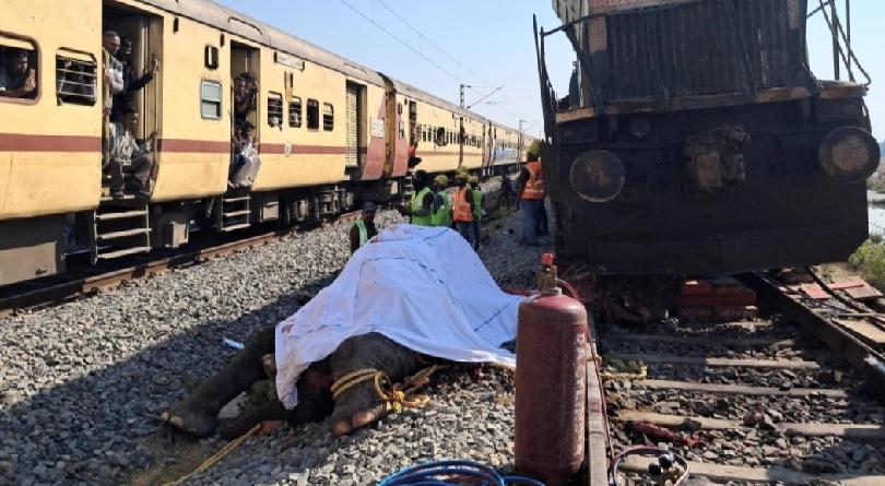 近日，印度东北部发生一起客运列车撞上象群的事故，导致7头大象当场死亡，另有1头大