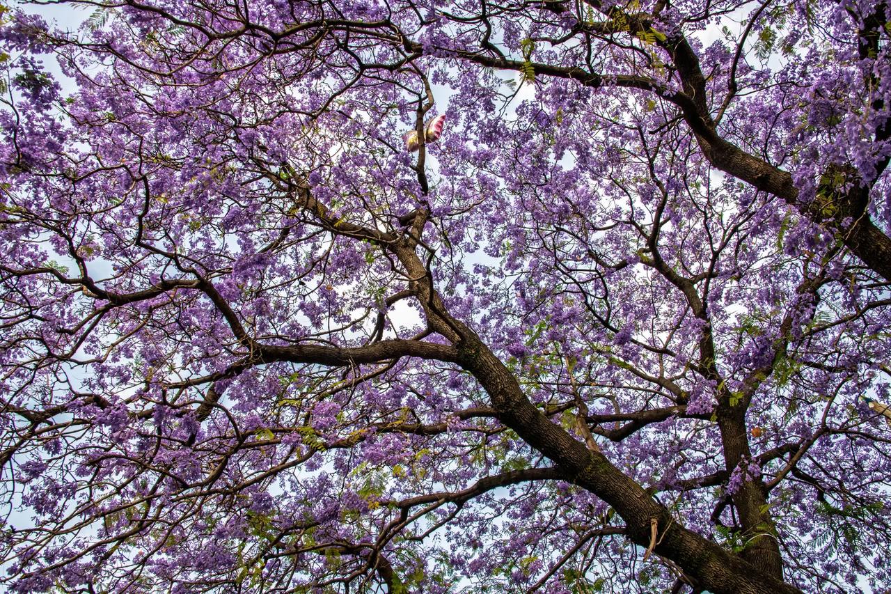 西昌航天北路蓝花楹。西昌航天北路蓝花楹