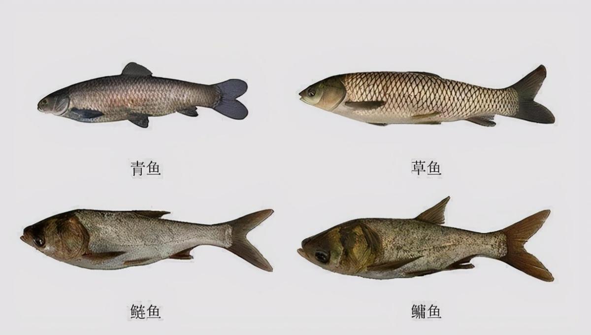 好消息！鳤近30年首次看到，长江“水中大熊猫”出现野外生娃，这意味着什么？

其