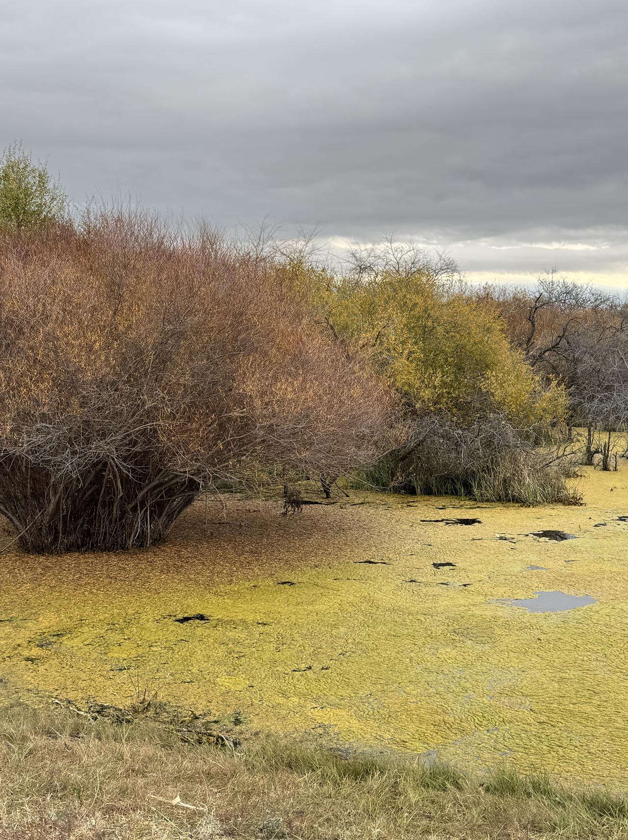 冬日生活打卡季冬季来了，风往骨头缝里吹，以往的达达线两边风景由嫩绿变成枯黄，清澈