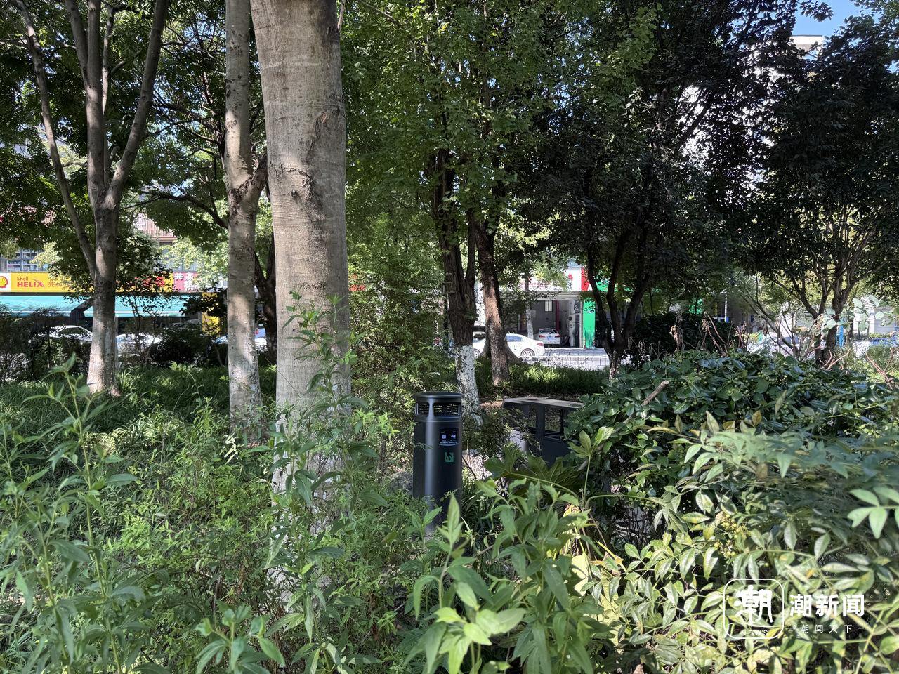 一天最高吃掉3万只蚊子！杭州这些地方的黑科技“吞天蛙”怎么捕