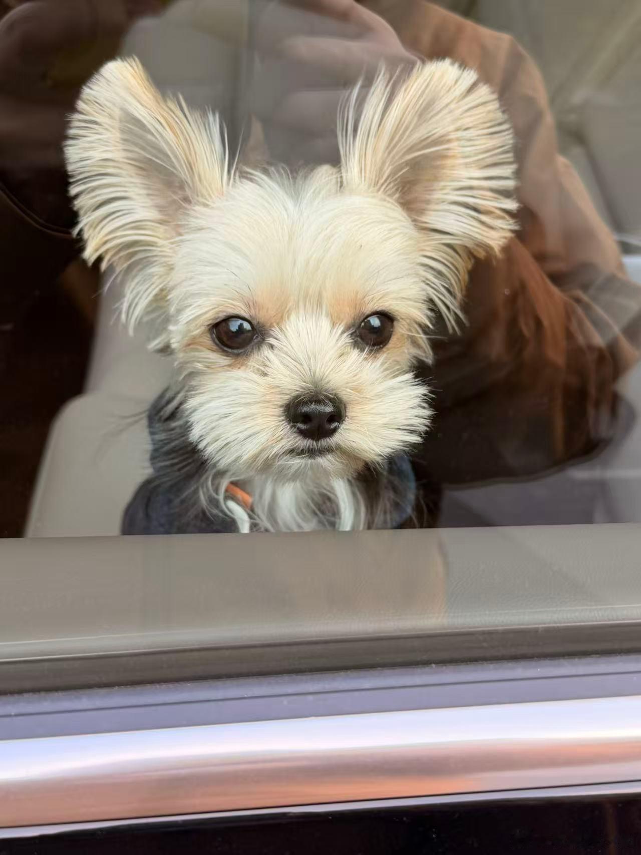 我家cooper真的长大了眼神中多了一些英气[doge]与倪分享约克夏 ​​​