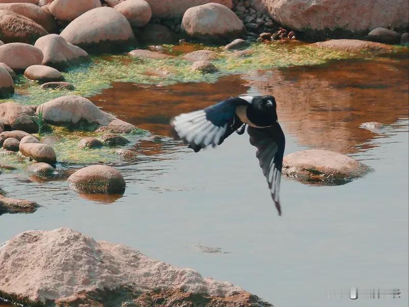 “莺歌柳岸风细细，燕舞浪头戏水飞”，这简直把春日美景描绘得活灵活现。黄莺欢快歌唱
