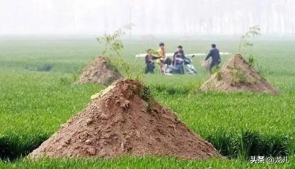 土葬火葬不用再争了！3月30日全国统一改革，农民会接受吗？殡葬新条例 
土葬与火