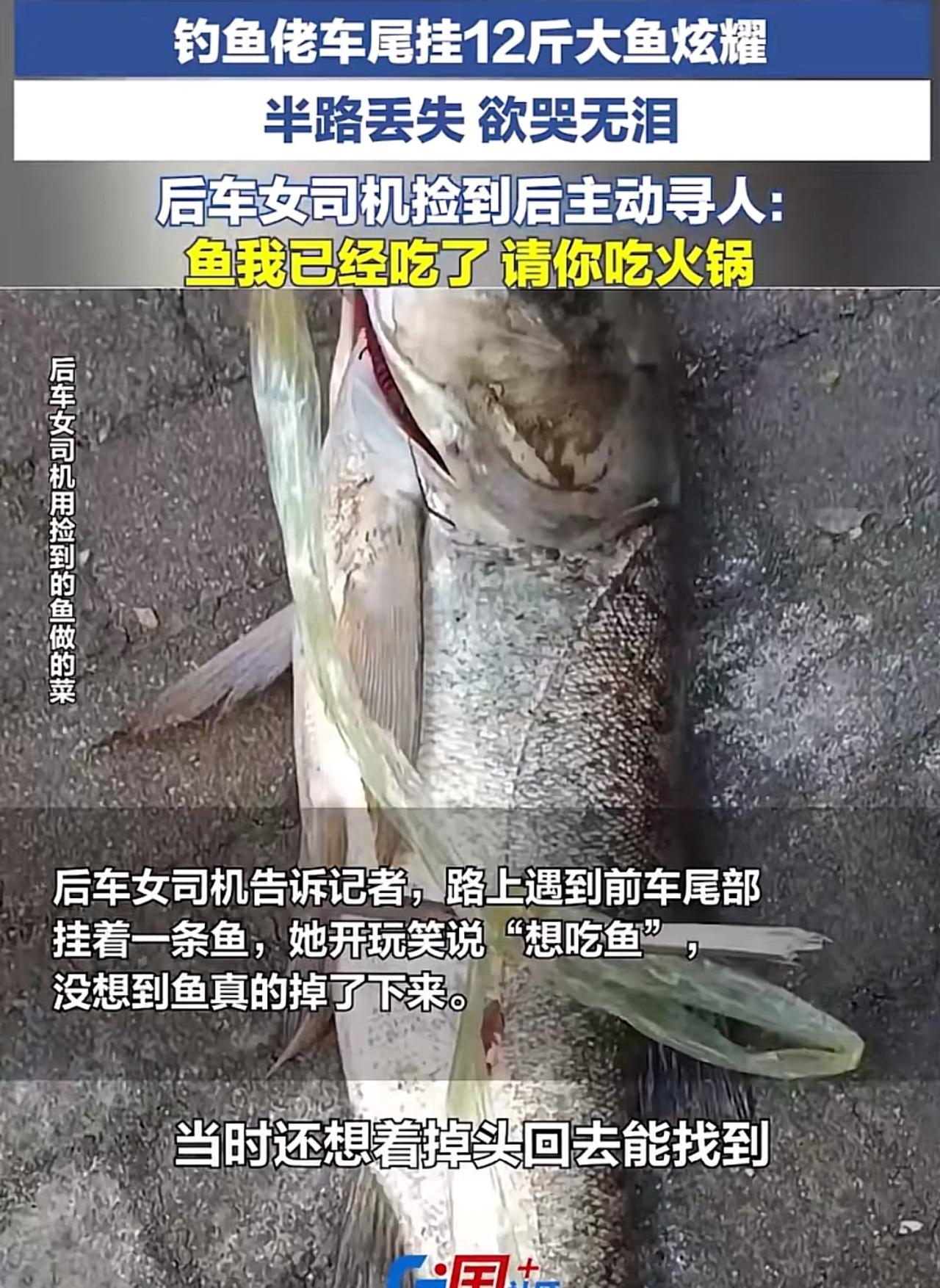 笑死了，男子钓鱼收获一条12斤大鱼，特意用绳子拴在车尾一路挂着，就想沿路显摆战果